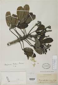 Image result for Neocussonia umbellifera