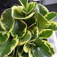 Peperomia are slow growing tropical annuals and perennials that are easy to care for under average room or conservatory conditions. Peperomia Obtusifolia Magnoliifolia Group Golden Gate Syn Peperomia Obtusifolia Golden Gate Baby Rubber Plant Golden Gate Uploaded By Mcmurraylou