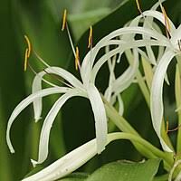 Image result for Crinum subcernuum
