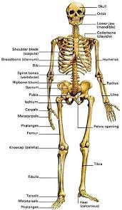 Spinal osteoarthritis causes a breakdown of the fibrous cartilage in the facet joints. Maleskel Jpg 324 557 Female Skeleton Female Human Human Male