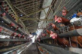 Hal inilah yang nantinya akan mempengaruhi hasil produksi telur nantinya. Peternak Ayam Petelur Di Daerah Ini Bisa Raup Rp23 Juta Per Bulan