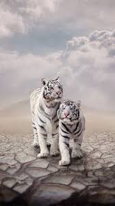 خلفيات ايفون نمر wallpaper hd iphone animals animals beautiful animals wild