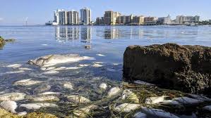 Pete and clearwater area beaches. Desantis Returns To Gulf Coast To Announce Red Tide Task Force News Daytona Beach News Journal Online Daytona Beach Fl