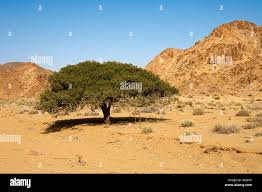 Image result for Boscia albitrunca