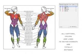 A muscle consists of fibers of muscle cells surrounded by protective tissue, bundled together many more fibers, all surrounded in a thick protective tissue. Allh4p22w0akrm