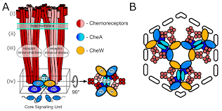 We are an established law firm located in kuala lumpur with a network of lawyers specializing in. Biomolecules Free Full Text Alternative Architecture Of The E Coli Chemosensory Array Html