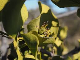 Image result for Psydrax locuples