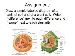 Plant cell simple labeled diagram. The Cell Why Are Cells Awesome Ppt Download