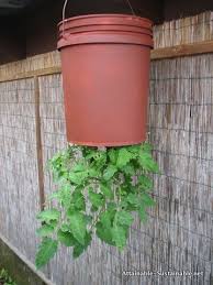 To make a shampoo bottle planter, remove the label and carefully cut off the top. Upside Down Tomato Hanging Tomato Plants Upside Down Tomato Planter Tomato Planter