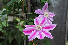 They are mainly of chinese and japanese origin. Clematis Wikipedia