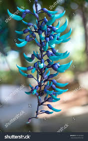 Image result for Strongylodon macrobotrys