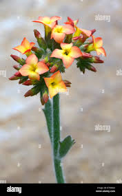 Image result for Kalanchoe lanceolata