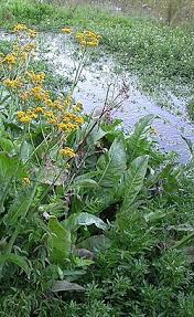 Image result for Senecio subsessilis