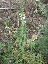 Image result for Syncolostemon linearis
