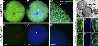 Image result for Buchnera