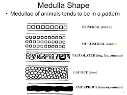 Topic How Is Hair Studied By A Forensic Scientist Do Now How Often Do You Get Your Hair Cut How Do People Change The Appearance Of Their Hair Hw Textbook Ppt Download