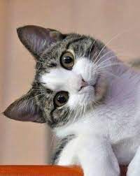  Pin Di Kumpulan Gambar Hd