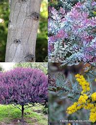 Image result for Acacia montigena