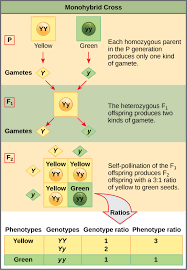 A dihybrid cross involves crossing 2 traits. 12 2c The Punnett Square Approach For A Monohybrid Cross Biology Libretexts