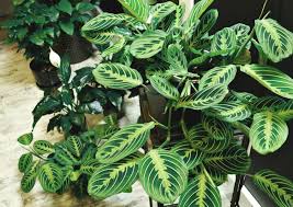 Sansi grow light bulb with coc technology, ppf 112 umol/s led full spectrum, 70w grow lamp (700 watt equivalent) with optical lens for high ppfd, energy saving plant lights for seeding and growing visit the sansi store How To Grow Beautiful Plants With Sansi Led Grow Lights Megachristmas19 Mom Does Reviews