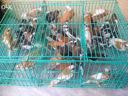 Society Finches For Sale Philippines Find New And Used Society Finches On Olx Animal Lover Pets Mammals