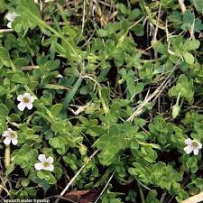 Image result for Bacopa floribunda