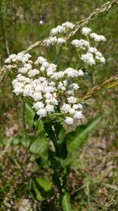 Image result for Parthenium