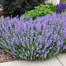 Cat S Meow Catmint Nepeta Faassenii Proven Winners In 2020 Purple Perennials Purple Flowering Plants Backyard Flowers Beds