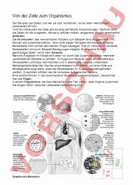 Das ist eine tolle methode, um die grauen zellen in bewegung zu bringen und dein gedächtnis aufzuwärmen, bevor du danach unsere quizze zu den. Arbeitsblatt Von Der Zelle Zum Organismus Biologie Genetik