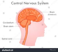 The central nervous system is the integration and command center of the body. Image Shutterstock Com Z Stock Vector Central N