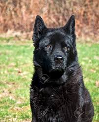 In questo articolo imparerai a investigare la salute del tuo cane attraverso la sua. Immagini Stock Questo E Un Cane Nero Laboratorio Mix Meta Labrador Nero Meta Chow Con Gli Occhi Marroni Seduto Al Sole All Aperto Formato Verticale Sul Davanti Image 18564851