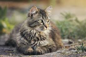 What S The Longest Living Cat Breed And The Runner Ups Pets Cats Cats Cheap Pet Insurance