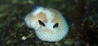 Sea Bunnies Making Waves In Japan Are The Cutest Things You Ll See Today Good News Network