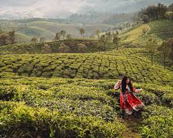 No need to register, buy now! Tea Plantations In Munnar 9 Essential Tips To Know Before You Visit