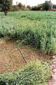 Alfalfa - Scythe In A Lucern Field In Ait Iazza Near Taroudant Maroc Alfalfa Is A Perennial Forage Legume Which Nor Alfalfa Edible Landscaping Hobby Farms