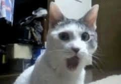 Imagini de senzatie care au facut inconjurul lumii: Imagini Pentru Gif Uri Amuzante Shocked Cat Crazy Cats Funny Animal Videos