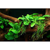 Tanaman epifit anubias, bucephalandra, java fern tanaman epifit salah satu pilihan paling populer pada hoby aquasc… july 06, 2021. 3