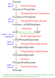 Glycolysis Biochem Co Biochem Science Notes