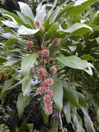 Image result for Dracaena fragrans