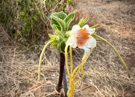 Image result for Ekebergia benguelensis