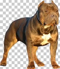 Bully Kutta Png Images Bully Kutta Clipart Free Download Like the bulldogs, they have loose skin especially around the neck. bully kutta png images bully kutta
