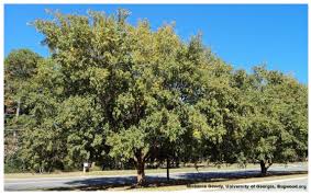 Image result for Ulmus parvifolia