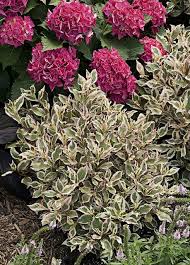 A perfect size for borders, containers, and landscapes and can handle clay conditions. My Monet Cityline Vienna Landscaping Trees Plant Combinations Garden Landscape Design