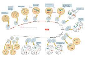 Meiosis 2 Successive Nuclear Divisions Division I Ii Of Meiosis Or Meiosis I Ii In Each Round The Cell Passes Through Prophase Metaphase Anaphase Te