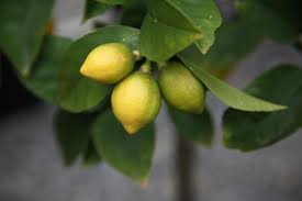 The more traditional (your grandmother probably had one), larger growing backyard lemon. Eureka Lemon Tree For Sale Thetreeshop Local Plant Nursery Melbourne