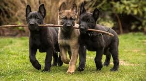 The result of mixing old herding breeds and farm dogs, the german shepherd was first shown in america in 1907. Black German Shepherds Puppies Genetics More With Pictures