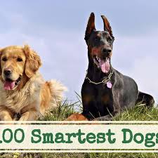 Come and visit our site, already thousands of classified ads await you. A List Of The 100 Smartest Dog Breeds Pethelpful