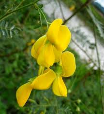 Image result for Sesbania sesban