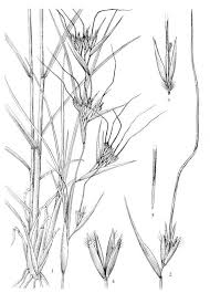 Image result for Eriochrysis pallida