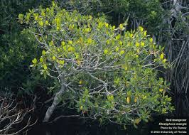 Image result for Rhizophora racemosa